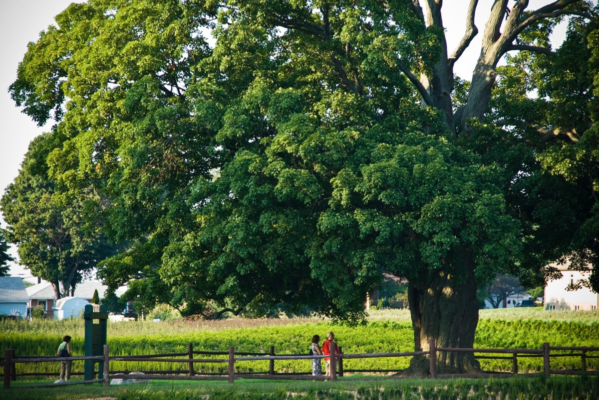 Fall Day Trip From Southern Ontario: The Comfort Maple ...