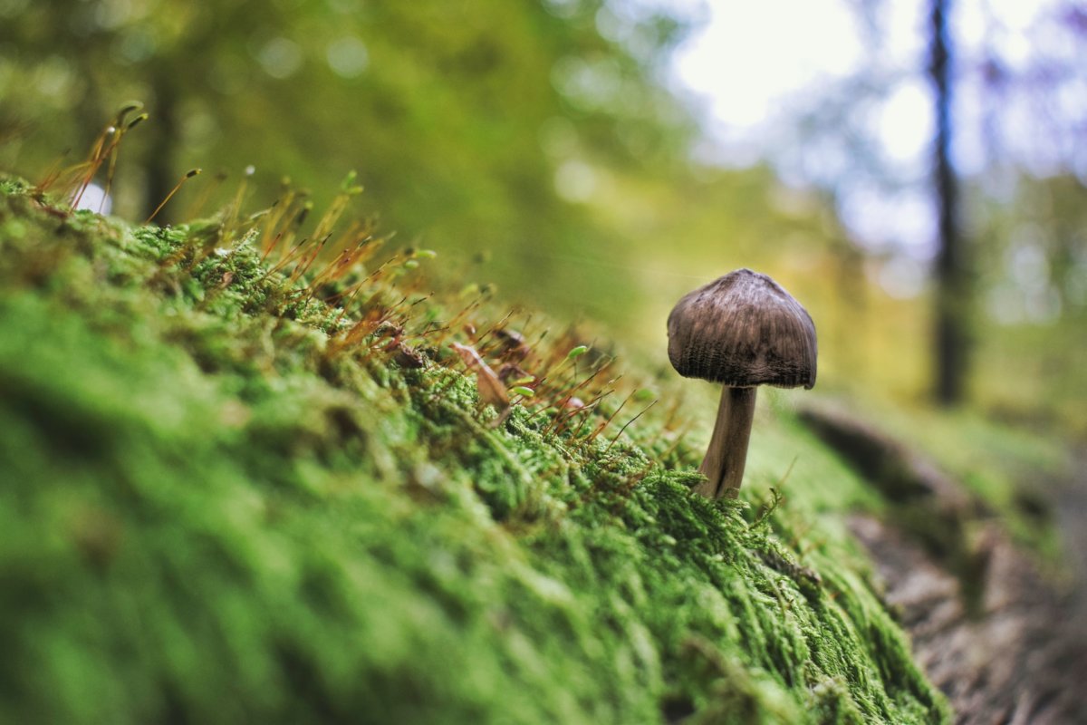 Mushrooms