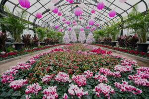 Cyclamen Display Fills Niagara Falls' Floral Showhouse With Vibrant Burgundy and Pink Hues