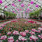 Cyclamen Display Fills Niagara Falls' Floral Showhouse With Vibrant Burgundy and Pink Hues