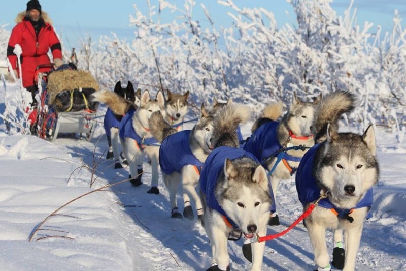 dog-sledding