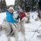 Dog Sledding Near Calgary & Banff National Park