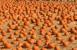 50 Fun Things to Do This Fall in Southwestern Ontario