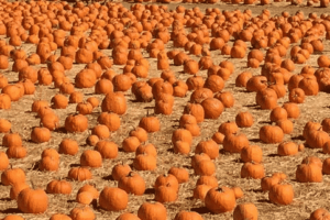 50 Fun Things to Do this Fall in South Western Ontario