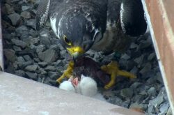 Newborn Peregrine Falcons Chicks Are Nesting Atop Sheraton Hamilton Hotel