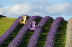 Kelso Lavender Farm