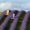 Kelso Lavender Farm