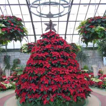 Winter, Christmas, Floral Show House, Niagara Falls, Ontario, Canada