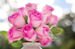 Things to Do to Celebrate Mother's Day in and Around Hamilton - 2026