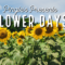 Experience the beauty of Wildflowers, Sunflowers & Lavender