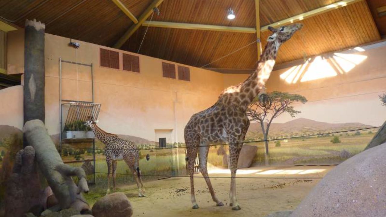 Toronto Zoo To Reopen To The Public From July 4 To Do Canada