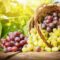 Grapes in a basket on a background of grape leaves in the sunlight