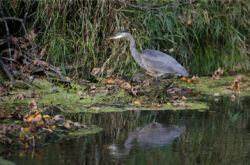 Day Trip to Great Blue Heron Nature Reserve in Chilliwack: Top Things to See & Do