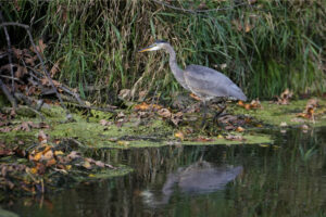 Day Trip to Great Blue Heron Nature Reserve in Chilliwack: Top Things to See & Do