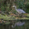 Day Trip to Great Blue Heron Nature Reserve in Chilliwack: Top Things to See & Do