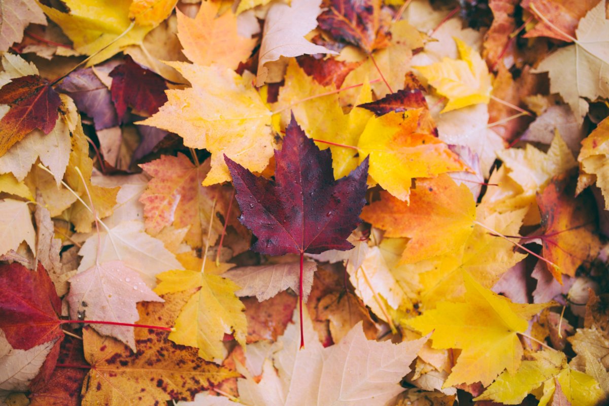 Fall colour