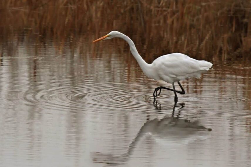 Quill Lakes Birding Western Development Museum Parking Lot near Grain