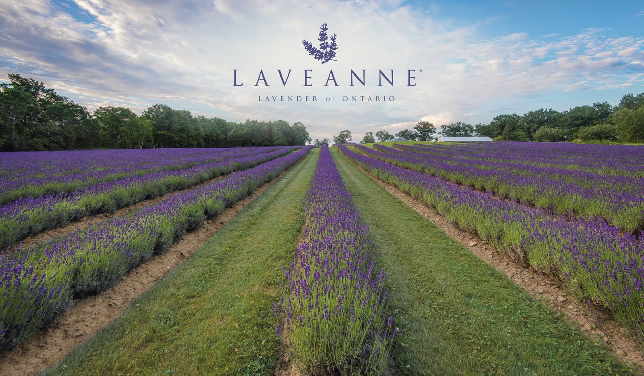 Laveanne Lavender Fields Bloom Season