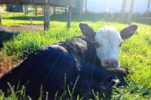 Zoos, Farms & Petting Zoos in and around Ottawa