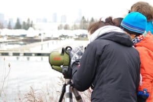Winter Bird Count 4 Kids
