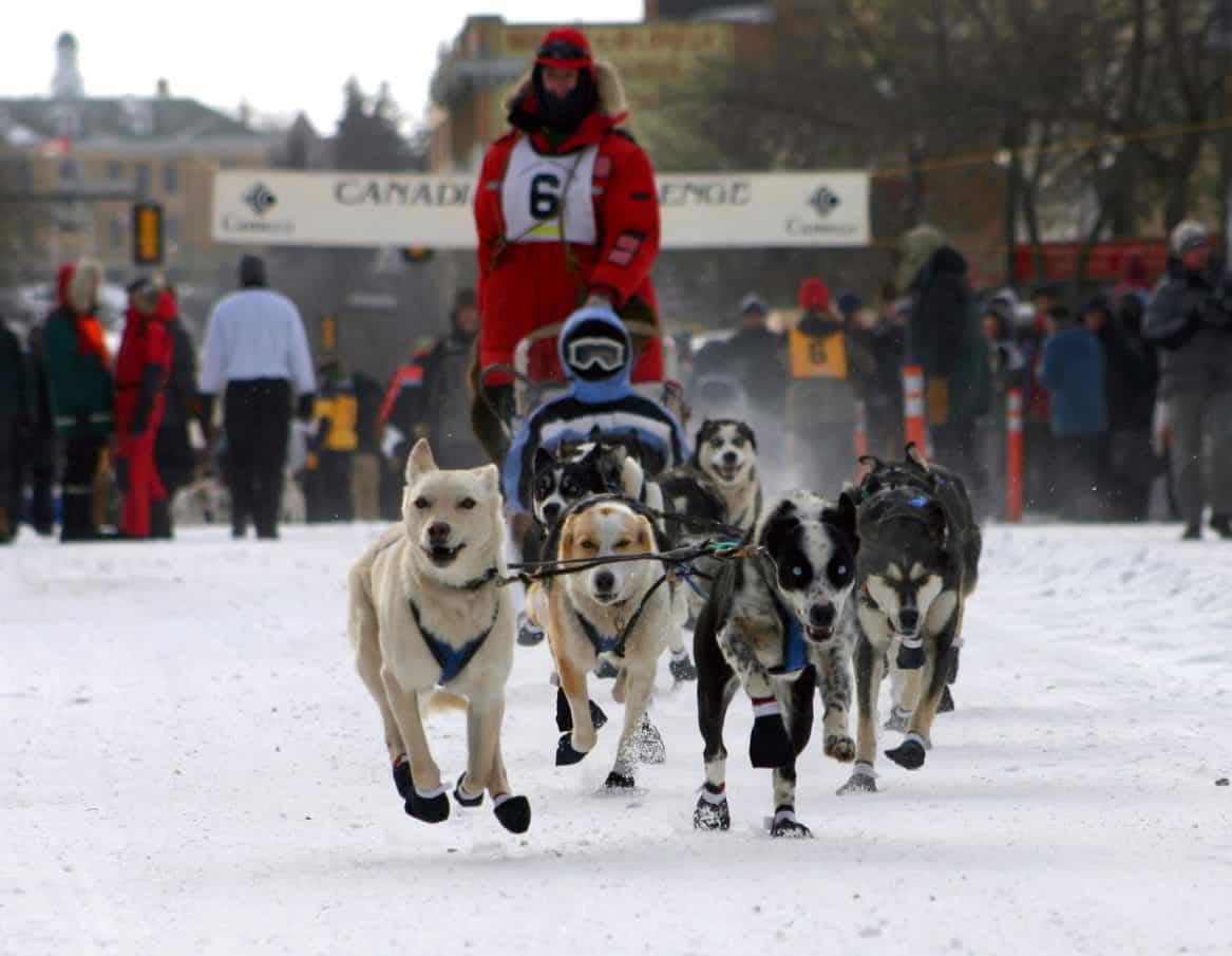 Canadian Challenge Sled Dog Race