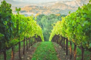 25 of the Best Vineyards and Breweries You Should Visit in Nova Scotia
