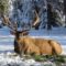 25 Winter Adventures in Jasper National Park