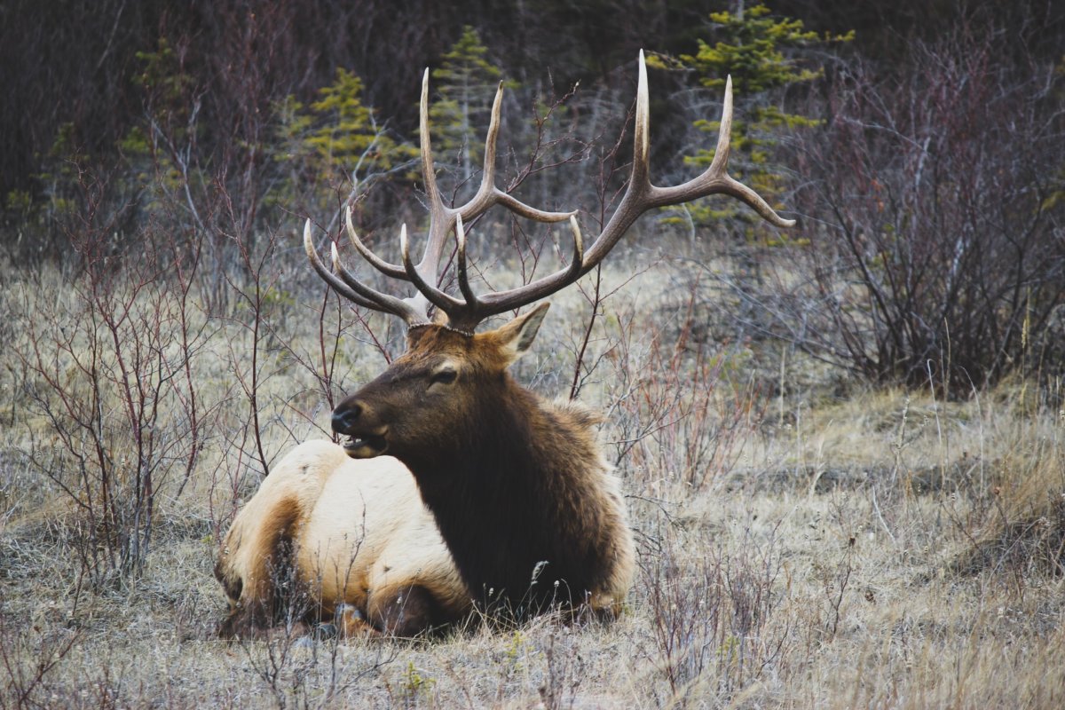 cARIBOU