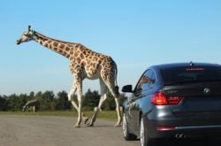African Lion Safari