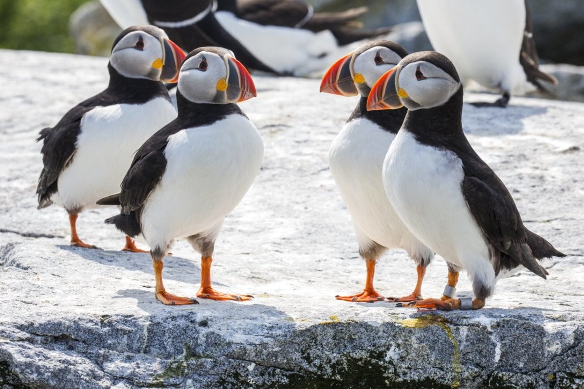 Puffins on Machias Seal Island