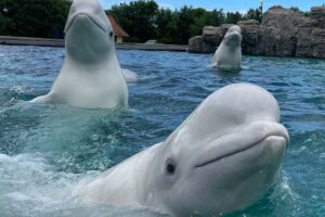 Marineland Belugas Set for Complex Cross-Border Rescue After U.S. Import Approval
