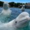 Marineland Belugas Set for Complex Cross-Border Rescue After U.S. Import Approval