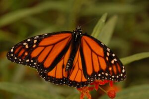 Monarch Butterfly Workshop (FRENCH)