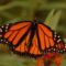 Monarch Butterfly Workshop (FRENCH)