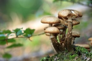 Mushroom Ecology Workshop: Explore The Kingdom of Fungi