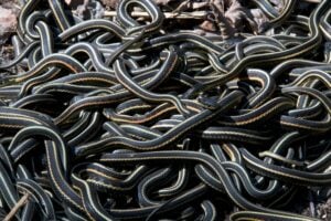 Spring Snake Viewing 2024: Witness the Spectacle of Garter Snakes Mating Balls at Narcisse Snake Dens