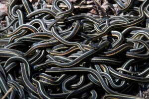 Spring Snake Viewing: Witness the Spectacle of Garter Snakes Mating Balls at Narcisse Snake Dens