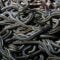 Spring Snake Viewing: Witness the Spectacle of Garter Snakes Mating Balls at Narcisse Snake Dens