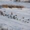 Top Winter Events & Festivals in Manitoba - 2025/26 Season