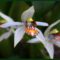 43rd Annual Orchid Fair