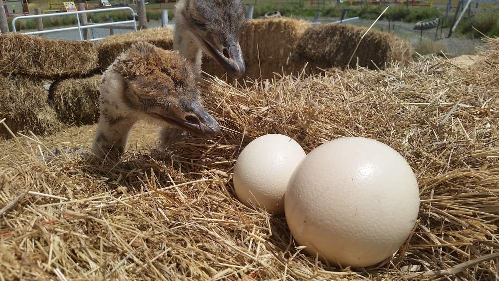 ostric-land-eggs