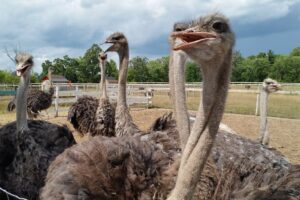 25 Family Fun Day Trips from Toronto