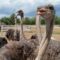 25 Family Fun Day Trips from Toronto