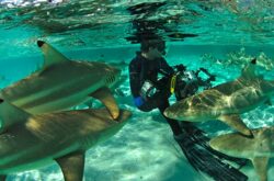 Wild Seas, Secret Shores with Photographer Thomas Peschak