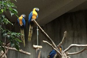 Bird Kingdom