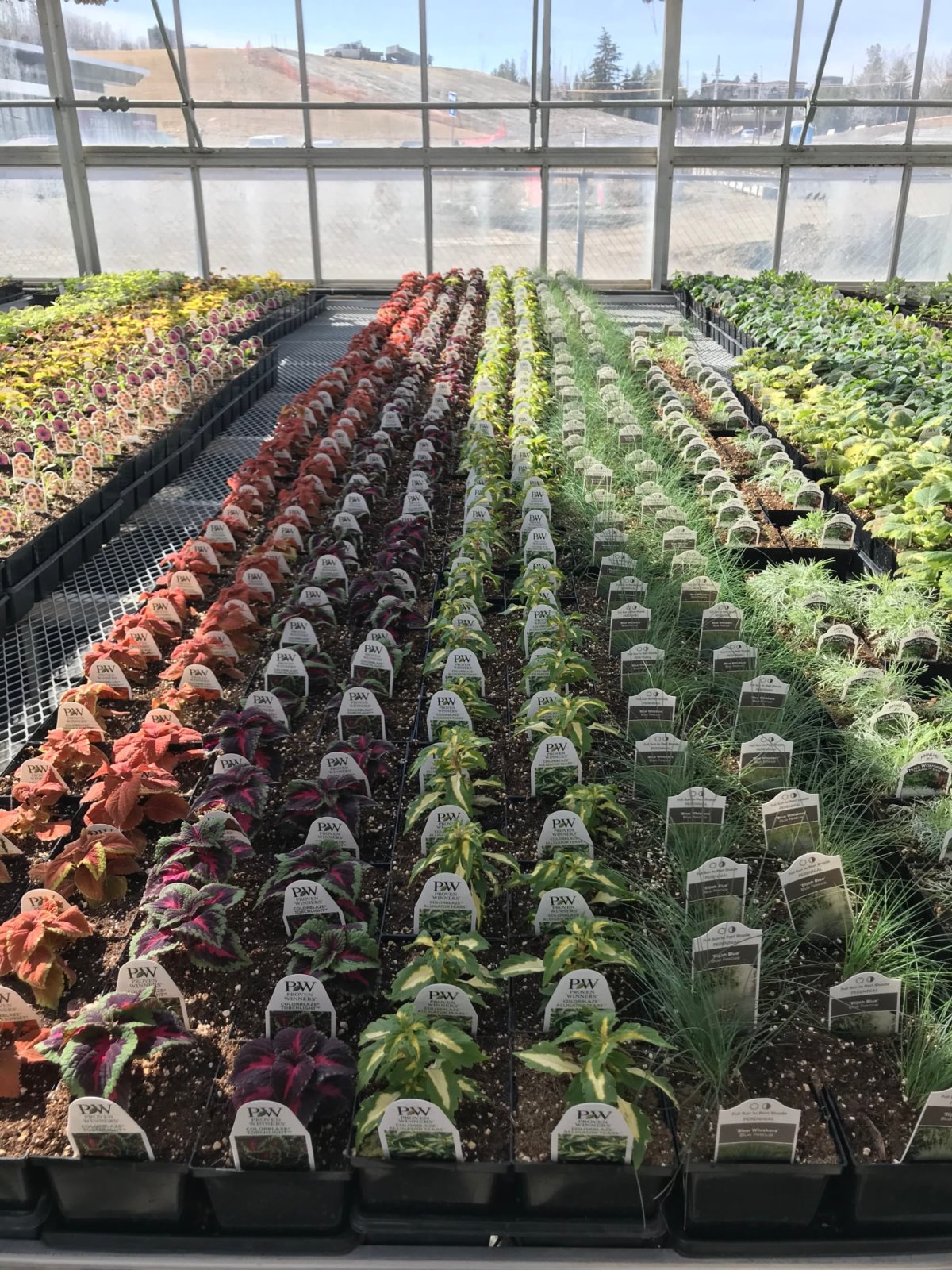 Muttart Conservatory’s Online Plant Sale