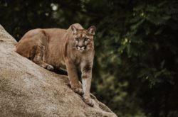 Dog Comes to Rescue of Boy Being Attacked by a Cougar in B.C.