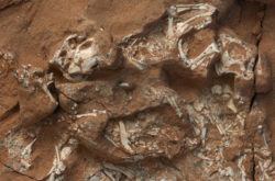 Researchers Crack Mystery of the Missing Dinosaur Eggs