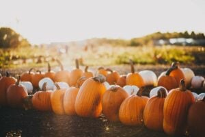 Ottawa Pumpkin Patches & U-Pick Pumpkin Farms For a Fun Fall Day Trip