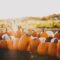 Ottawa Pumpkin Patches & U-Pick Pumpkin Farms For a Fun Fall Day Trip